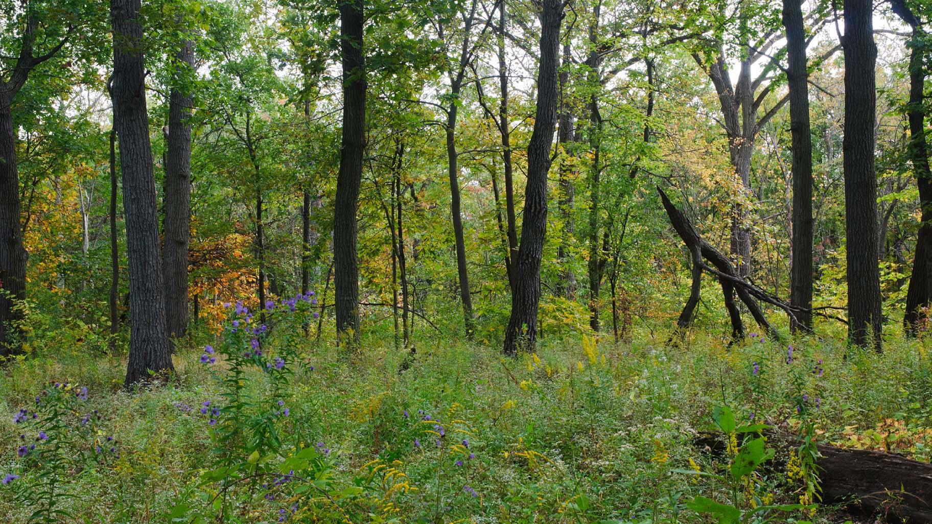 Harms Woods Near Glenview is Illinois’ Newest Nature Preserve Chicago